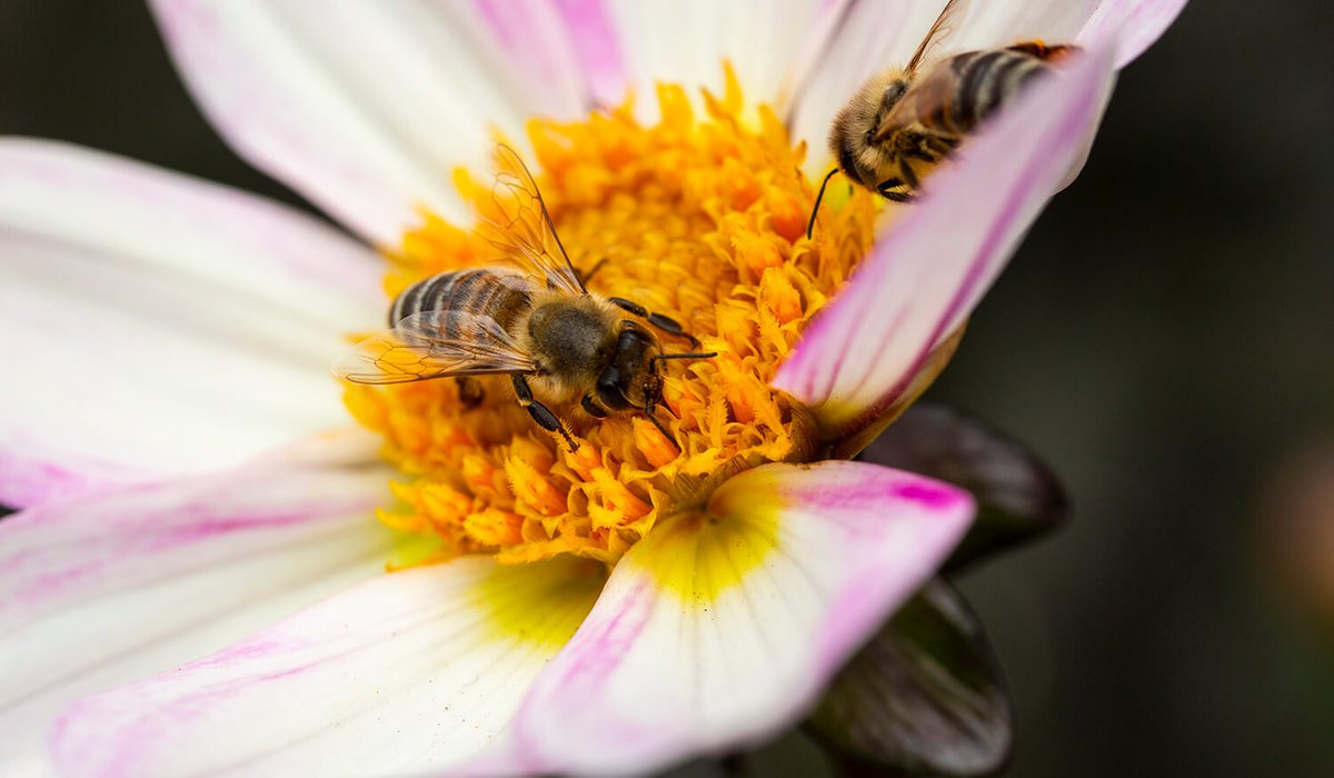 Initiative „Bunte Vielfalt" für den Schutz und Erhalt von Wildbienen, Bienen und Schmetterlingen | Bienen und Blüten
