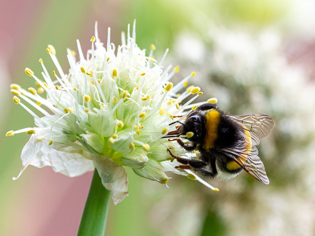 FarbFaible Halbjahresrückblick, Wildbienenaktion Bunte Vielfalt, Engagement im ersten Halbjahr 2021