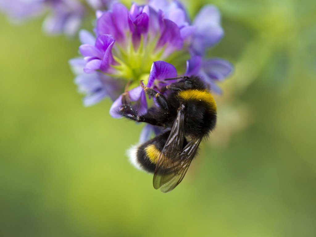 Initiative „Bunte Vielfalt" für den Schutz und Erhalt von Wildbienen, Bienen und Schmetterlingen | Hummel an Blüte