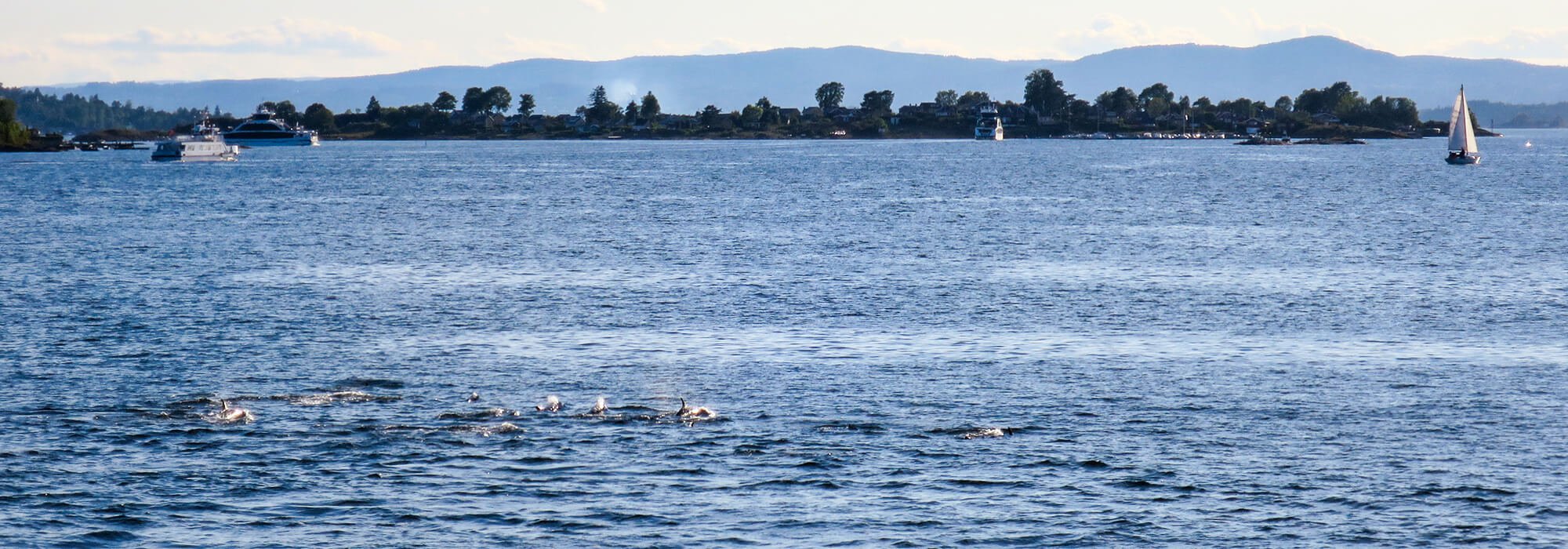 Workation in Norwegen, Fahrt mit den Ruder-Fähren direkt im Oslofjord mit einer Gruppe Delfinen direkt im Fjord