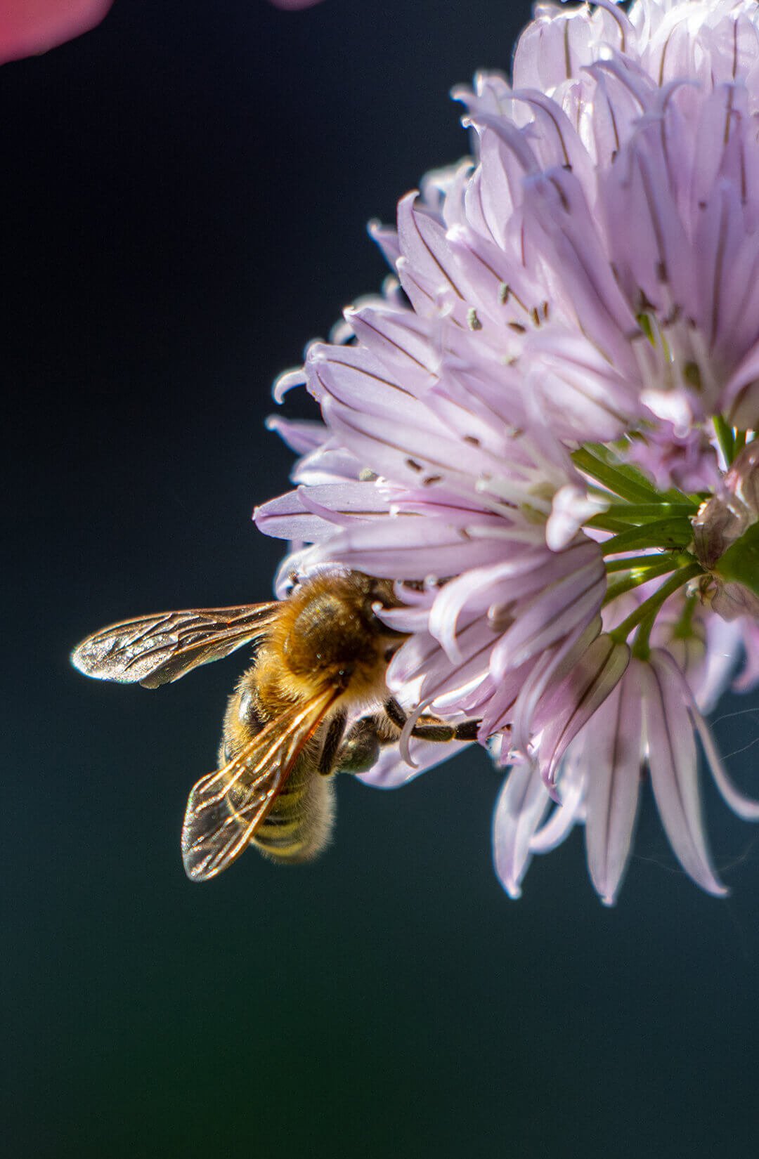 Initiative „Bunte Vielfalt" für den Schutz und Erhalt von Wildbienen, Bienen und Schmetterlingen | Wildbiene auf Lauchzwiebel