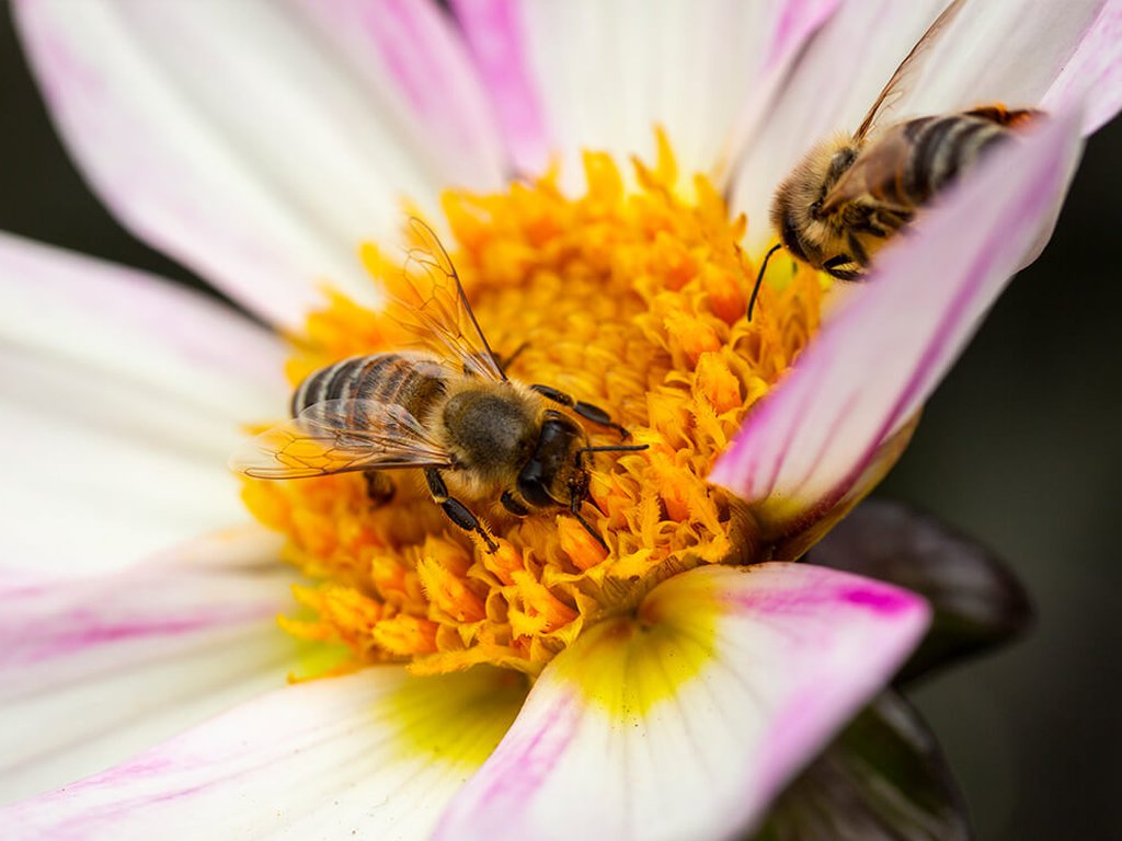 FarbFaible Halbjahresrückblick, Wildbienenaktion Bunte Vielfalt, Engagement im ersten Halbjahr