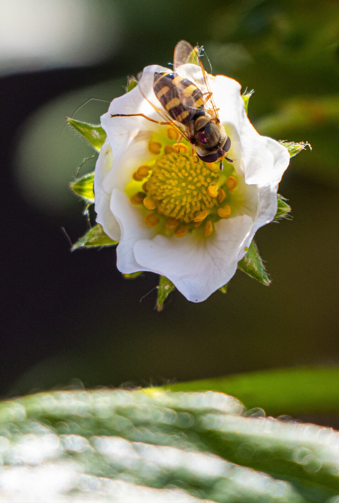Initiative „Bunte Vielfalt" für den Schutz und Erhalt von Wildbienen, Bienen und Schmetterlingen | Biene auf Erdbeere